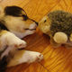 Illustration for article titled 10 Photos Of Animals With Stuffed Animals